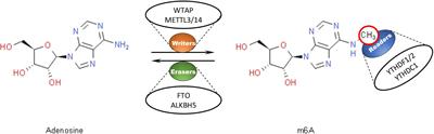 The Role of RNA Methyltransferase METTL3 in Hepatocellular Carcinoma: Results and Perspectives